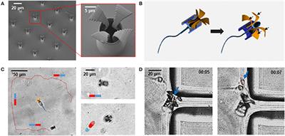 Magnetic Drug Delivery: Where the Field Is Going